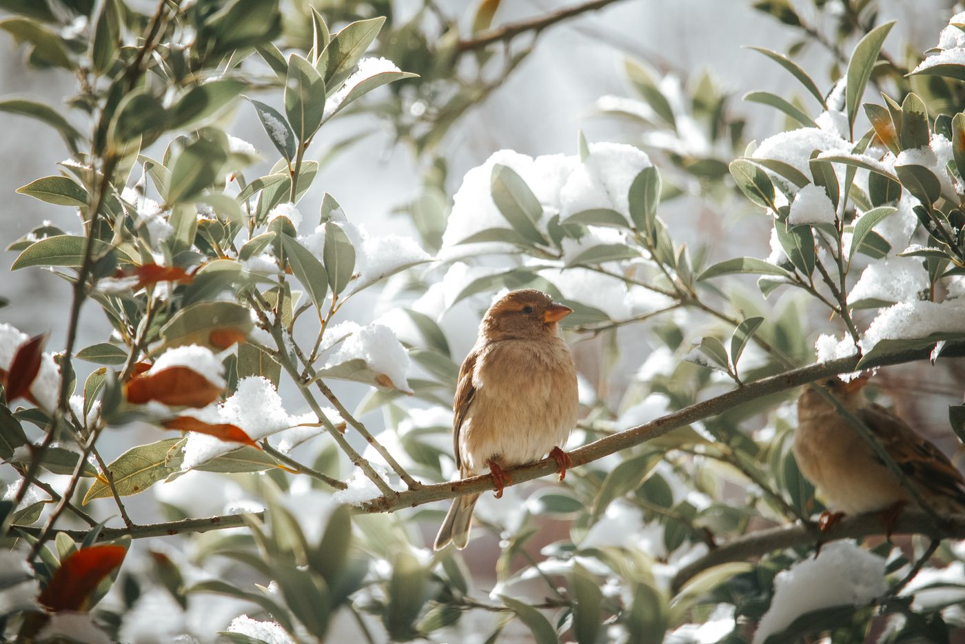 A Shima-Enaga, the fluffy white long-tailed tit of Hokkaidō, perched on a snowy branch